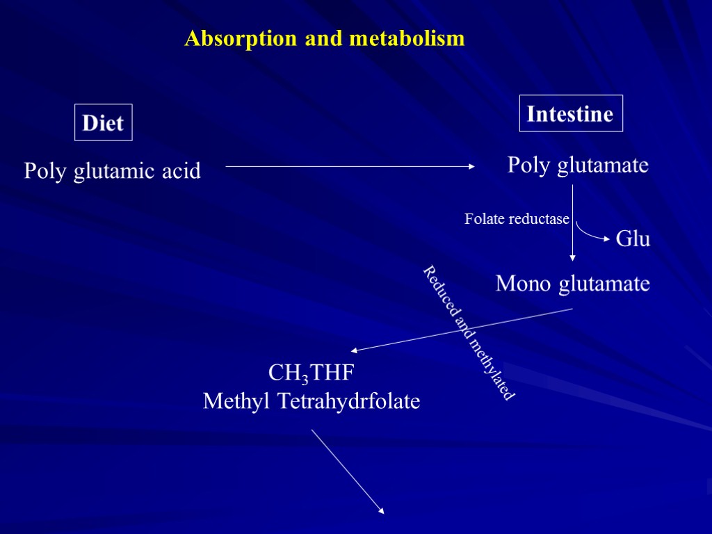 Absorption and metabolism Diet Intestine Poly glutamic acid Poly glutamate Mono glutamate CH3THF Methyl